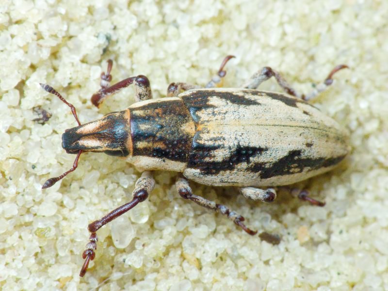 Bothynoderes declivis (Olivier, 1807)